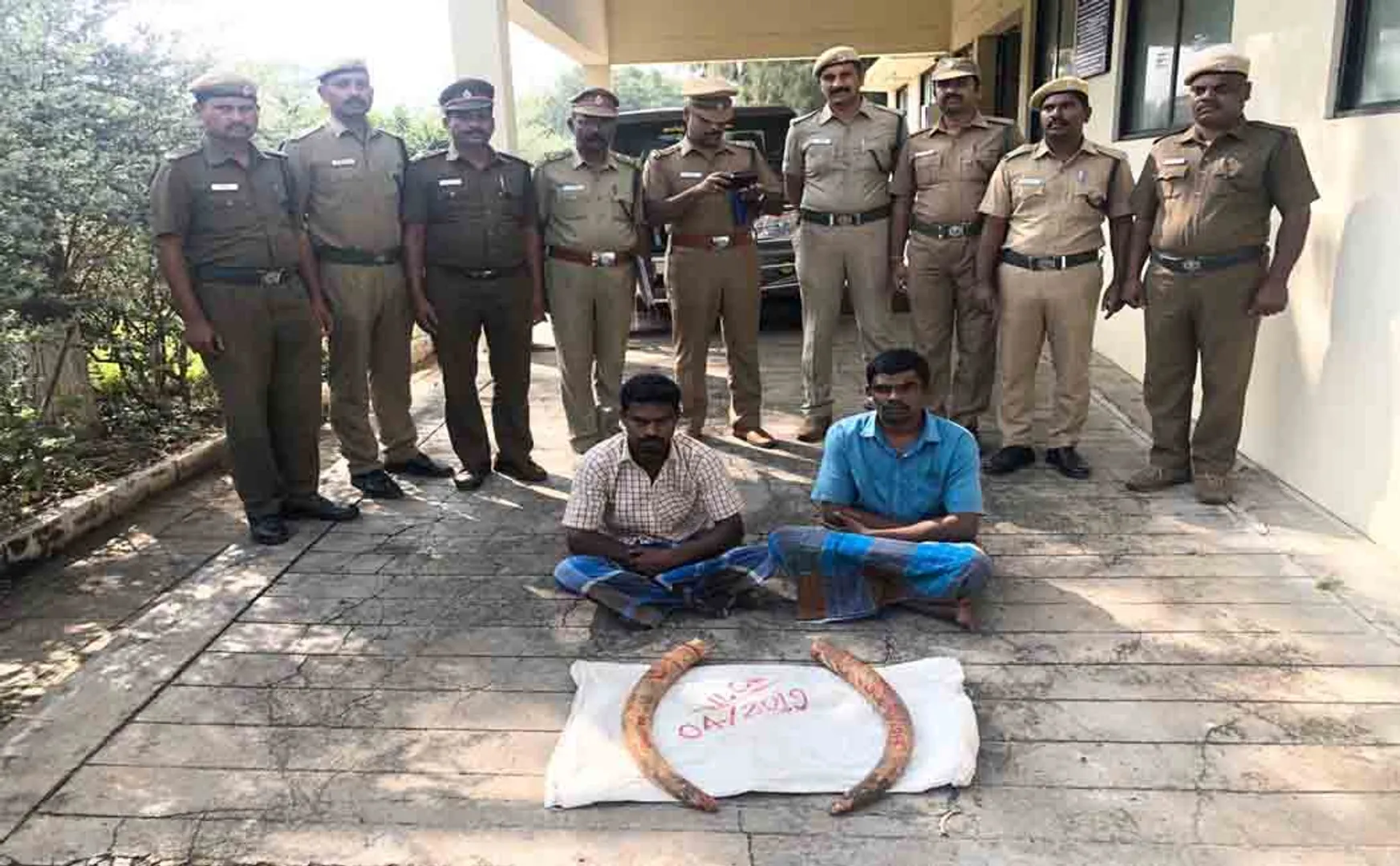elephant tusks seized
